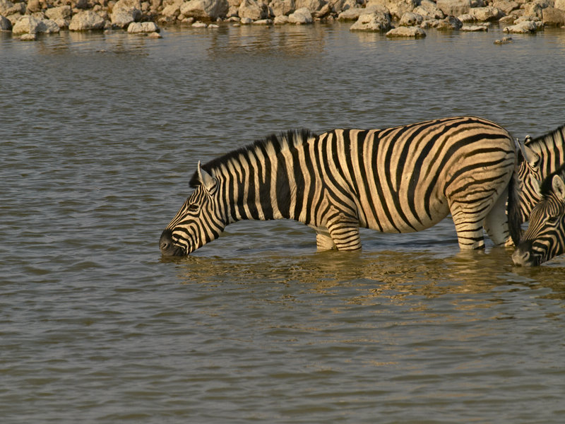 Okaukuejo, Zebra